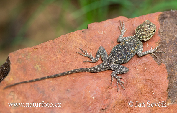 Agama comú