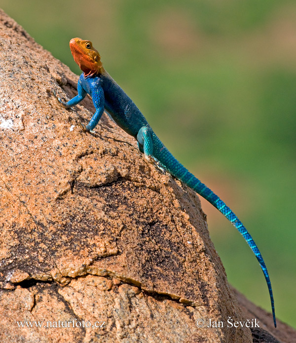 Agama lionotus