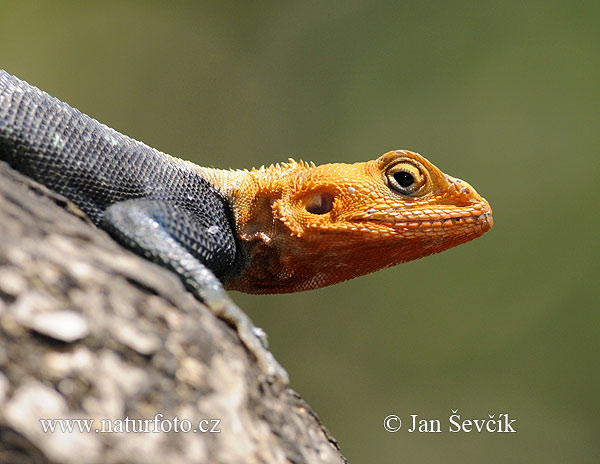 Agama lionotus