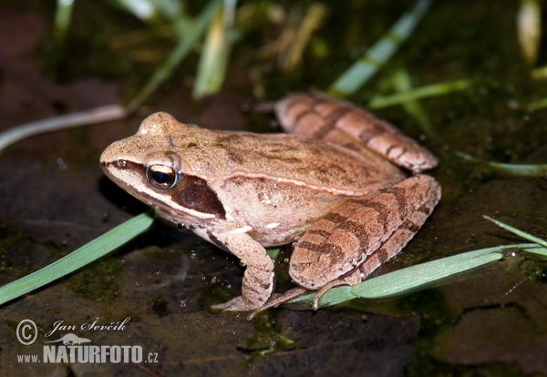 Agile Frog (Rana dalmatina)