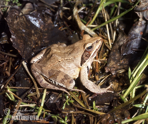 Agile Frog (Rana dalmatina)