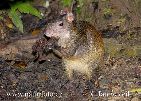 Agouti ponctué