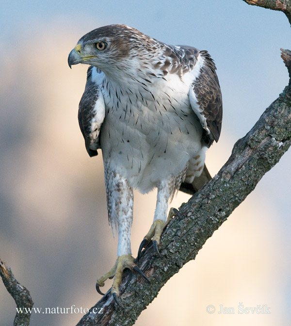 Águia-de-bonelli