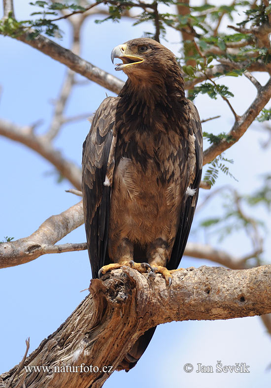 Águia-rapace