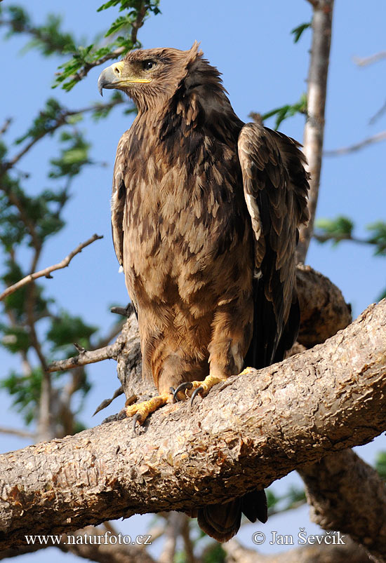 Águia-rapace