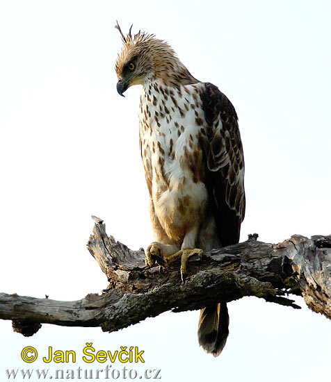 Àguila astor de l'Índia