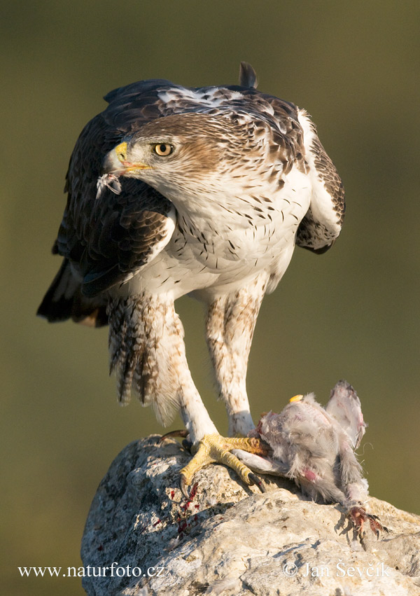 Águila azor perdicera