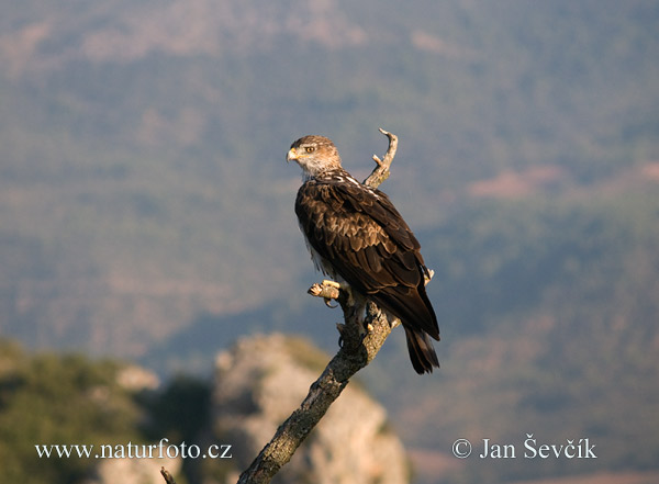 Águila azor perdicera