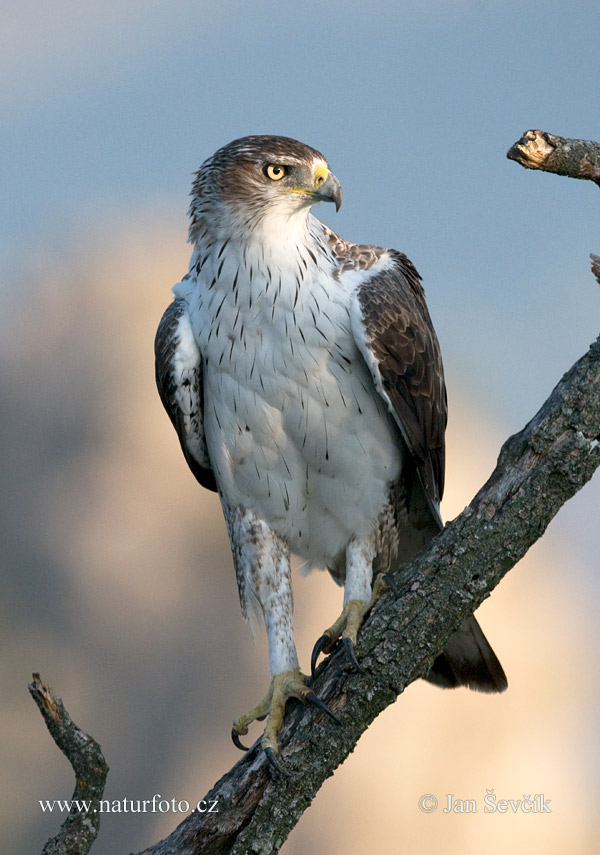 Águila azor perdicera