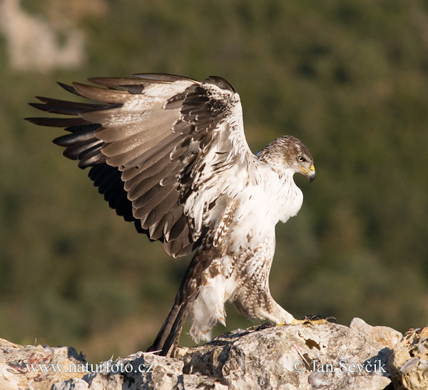 Águila azor perdicera