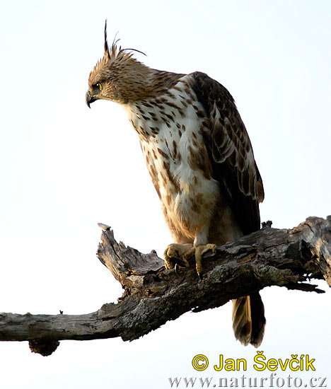 Águila-azor Variable