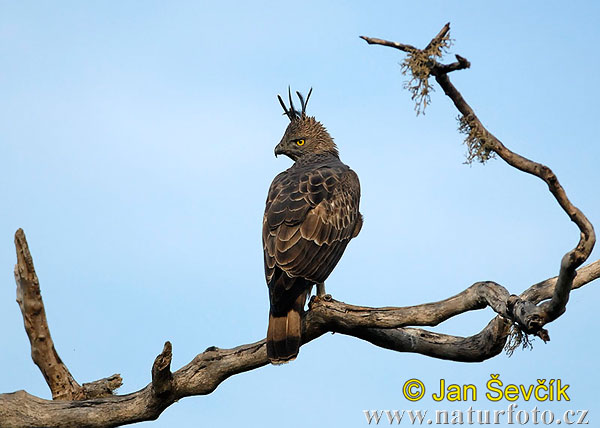 Águila-azor Variable