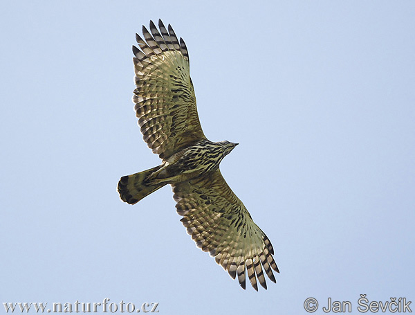 Águila-azor Variable