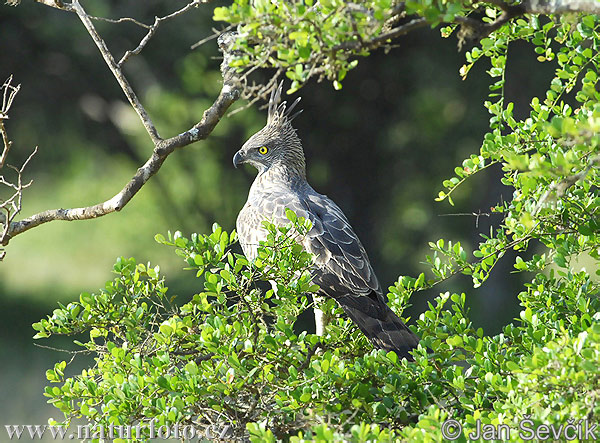 Águila-azor Variable