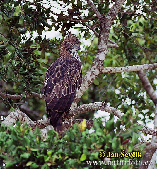 Águila-azor Variable