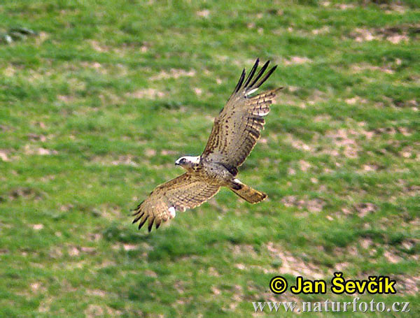 Águila culebrera europea