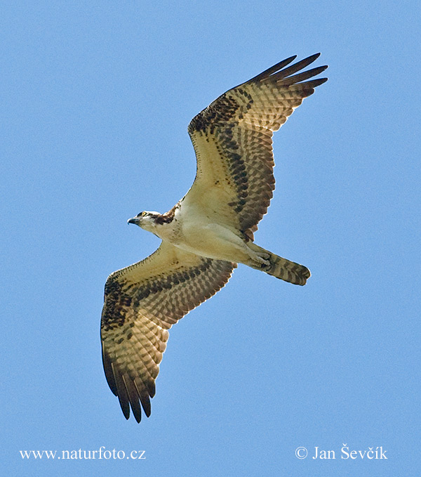 Àguila peixatera