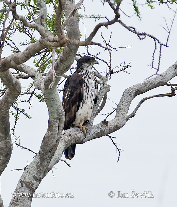 Àguila perdiguera africana