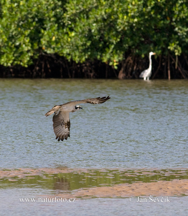 Águila pescadora