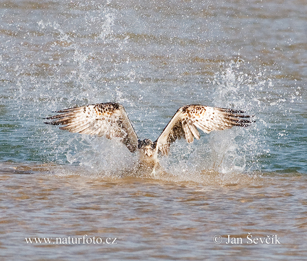 Águila pescadora