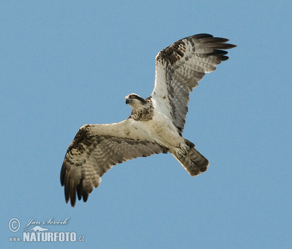 Águila pescadora