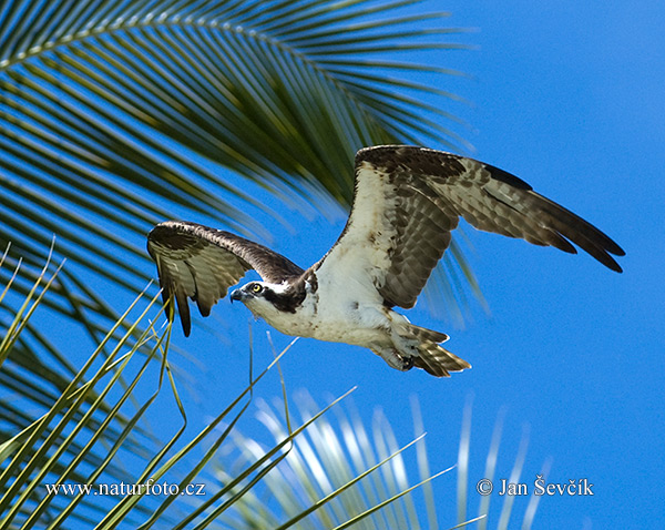 Águila pescadora