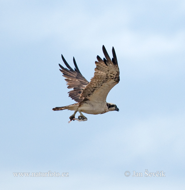 Águila pescadora