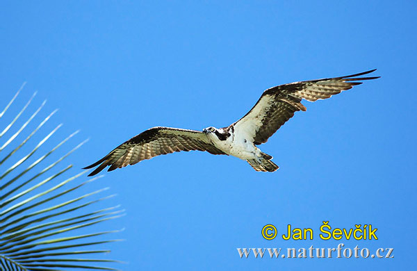 Águila pescadora