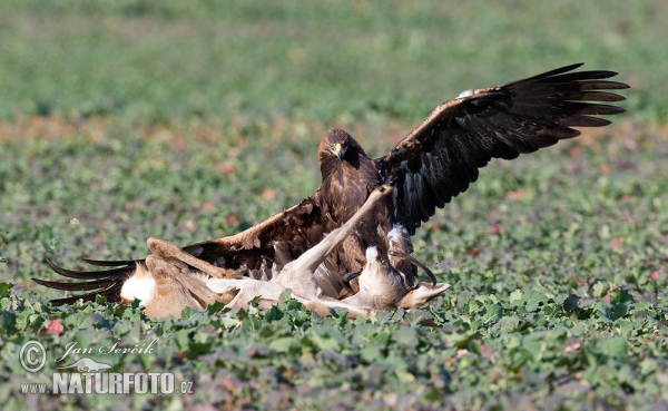 Águila real