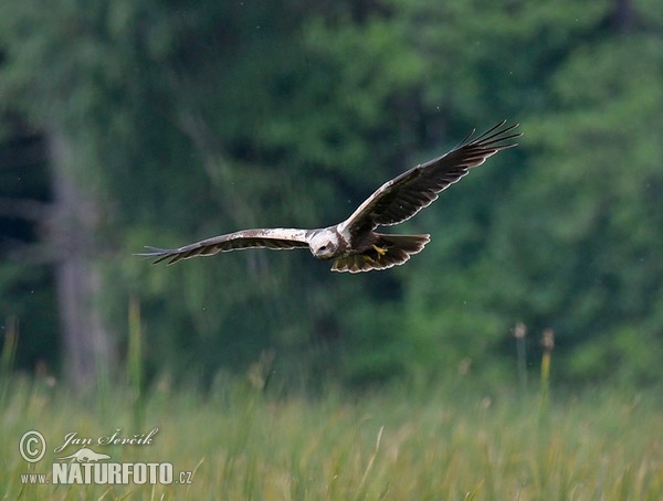 Aguilucho lagunero