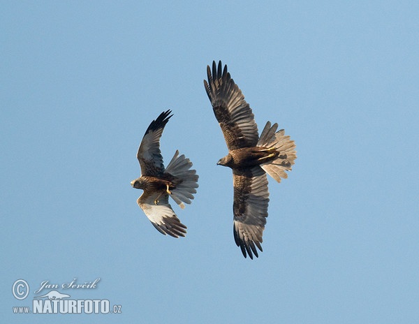 Aguilucho lagunero