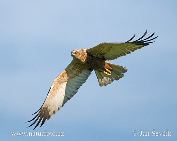 Aguilucho lagunero