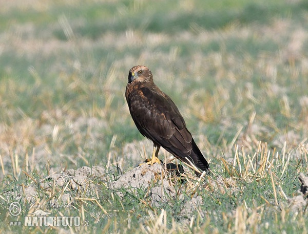 Aguilucho lagunero