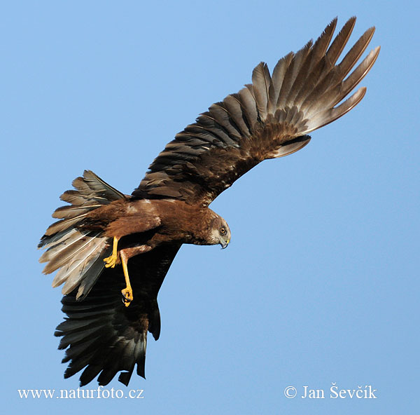 Aguilucho lagunero