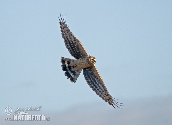 Aguilucho pálido