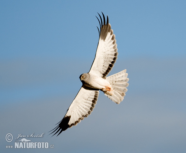Aguilucho pálido