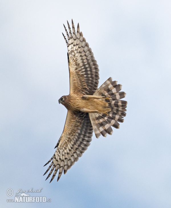 Aguilucho pálido