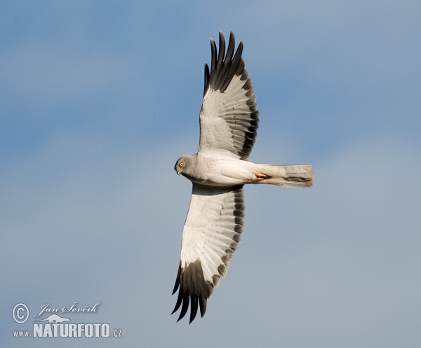 Aguilucho pálido