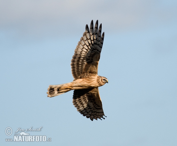 Aguilucho pálido