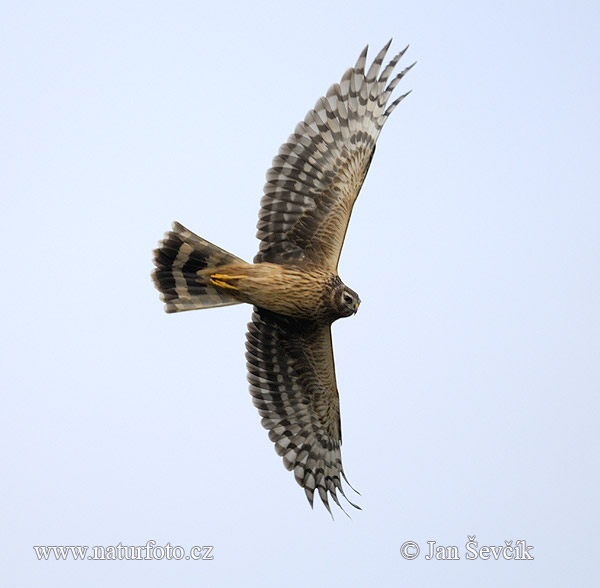 Aguilucho pálido