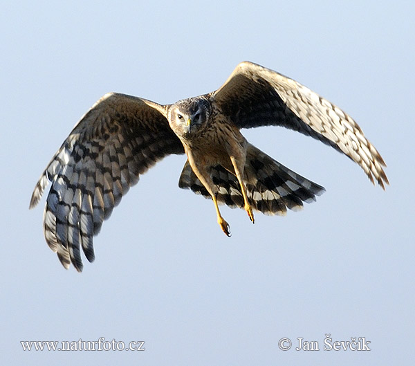 Aguilucho pálido