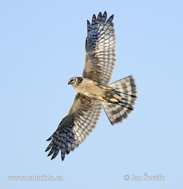 Aguilucho pálido