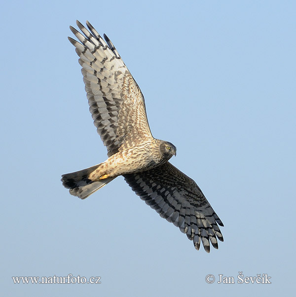 Aguilucho pálido