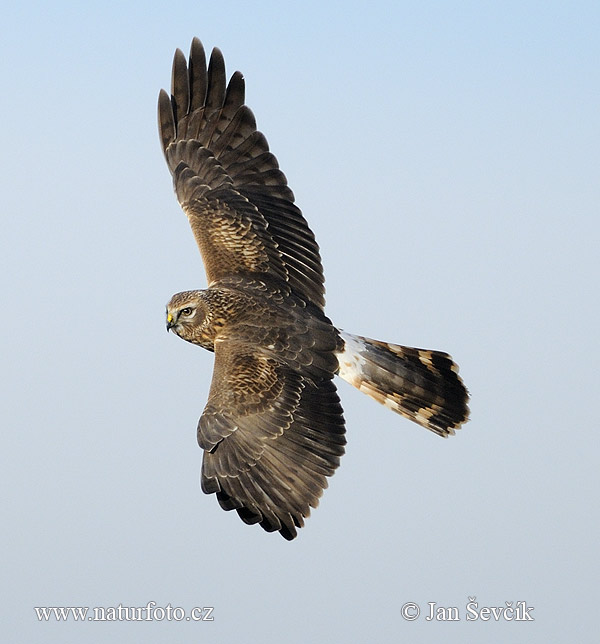 Aguilucho pálido