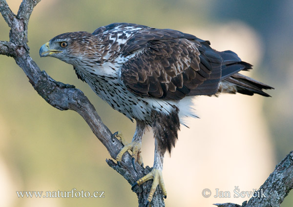 Aigle de Bonelli