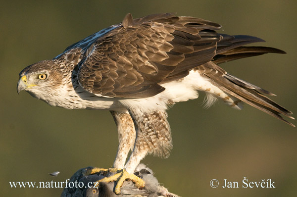 Aigle de Bonelli