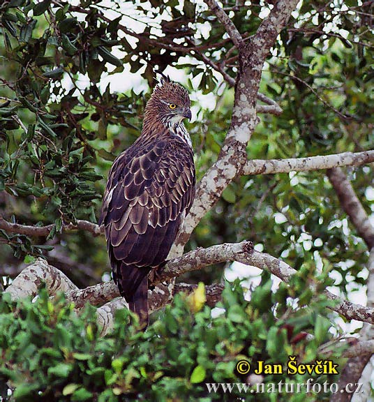 Aigle huppé