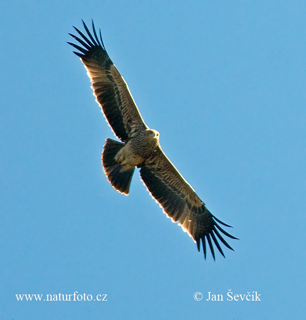 Aigle impérial