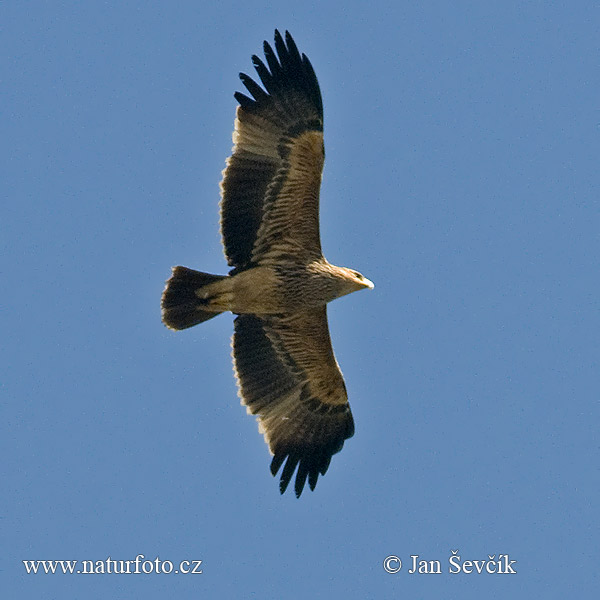 Aigle impérial