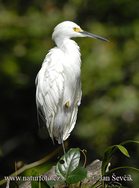 Aigrette neigeuse